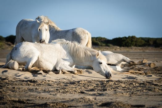 White horses are walking in the sand all over the landskape  of Camargue, south of France