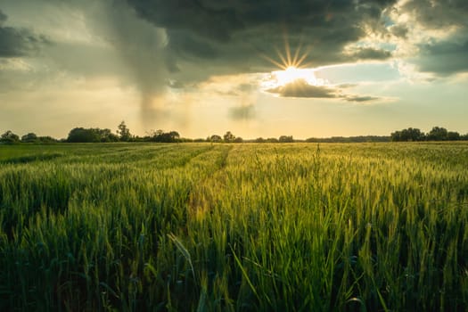 The sun is coming out from behind a cloud above the grain field, Spring view