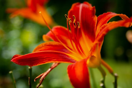 A maroon yellow flower of a lily in the garden, summer view