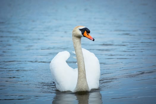 A white mute swan swimming in the water, spring day