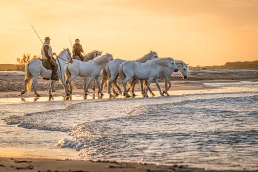 Camargue, France, April 28 2019 : White horses and two guardians are walking in the water all over in the swamp in Camargue, France..