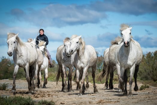 Camargue, France, April 27 2019 : White horses and two guardians are walking in the water all over in the swamp in Camargue, France..