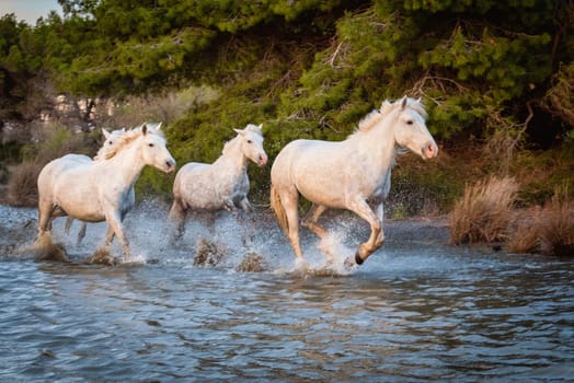 Herd of white horses running through the water. Image taken in Camargue, France.
