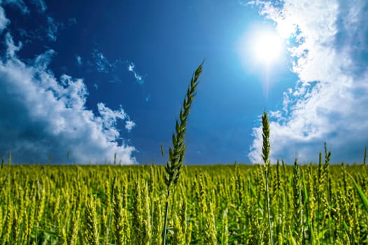 Green spikelets of a wheat field in the sunbeams of a cloudy sky. Wheat field. Agricultural business. Farm. Cloudy sky. Sun rays. Summer season. Thunderclouds.