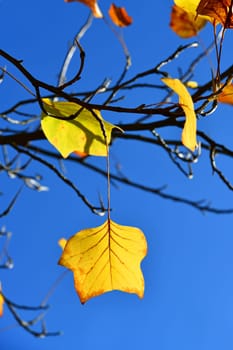 Autumn color of the tulip tree