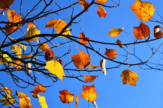 Autumn color of the tulip tree