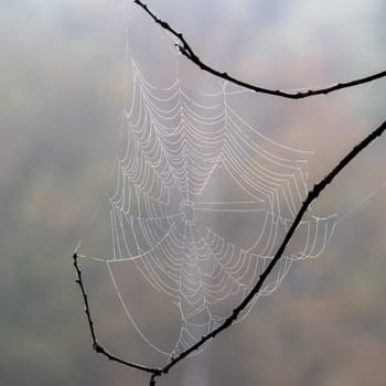 A view of a delicate cobweb between branches