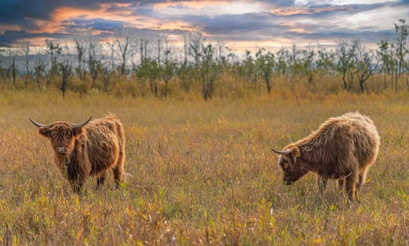 one brown Scottish Highland cattle in a pasture on the Cosim peninsula at Achtwasser (Usedom Island)