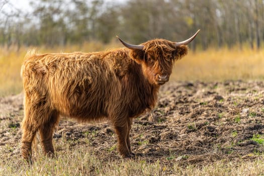 one brown Scottish Highland cattle in a pasture on the Cosim peninsula at Achtwasser (Usedom Island)