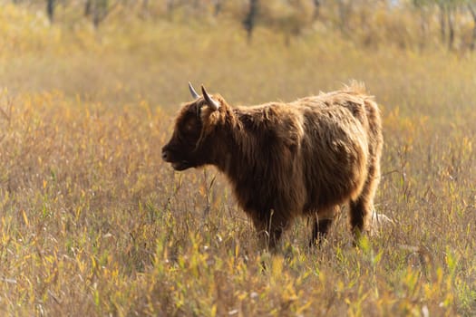 one brown Scottish Highland cattle in a pasture on the Cosim peninsula at Achtwasser (Usedom Island)