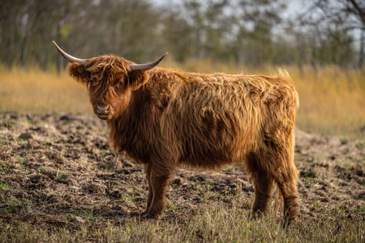 one brown Scottish Highland cattle in a pasture on the Cosim peninsula at Achtwasser (Usedom Island)