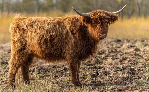 one brown Scottish Highland cattle in a pasture on the Cosim peninsula at Achtwasser (Usedom Island)