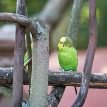 Wild form of budgerigar, Melopsittacus undulatus, with green coloration in its natural habitat in Queensland in Australia on a tree
