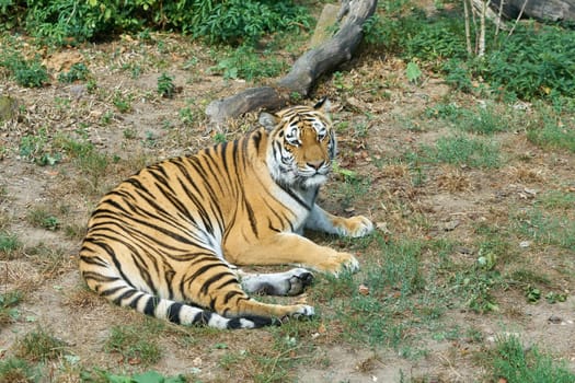 Siberian tiger, Panthera tigris altaica, lying in the grass and resting