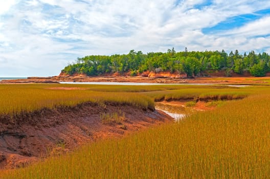 Salt Grasses on a Coastal Estuary at the Thomas Cove Coastal Reserve in Nova Scotia