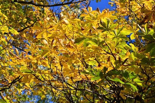 common horse chestnut with autumn colours