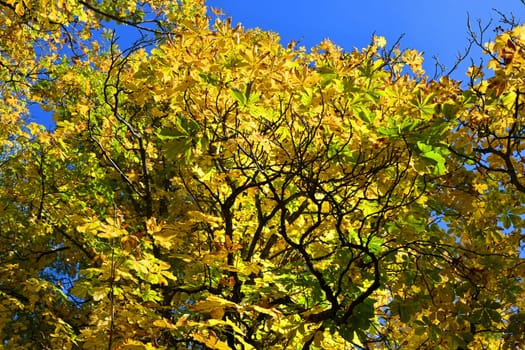 common horse chestnut with autumn colours