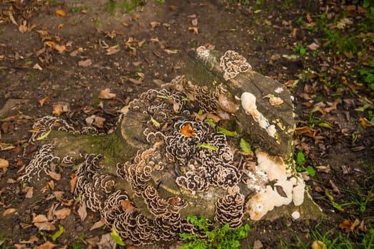 mushroom on an old tree trunk