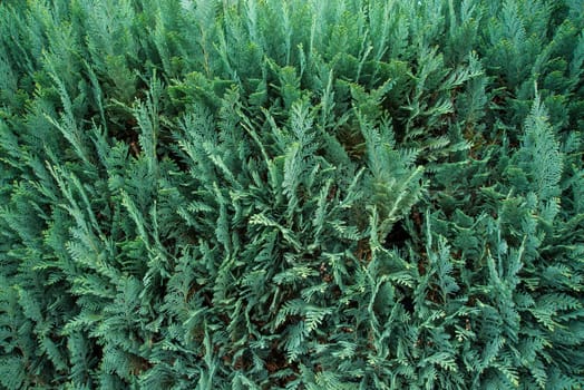 Thuja hedge in a full frame view
