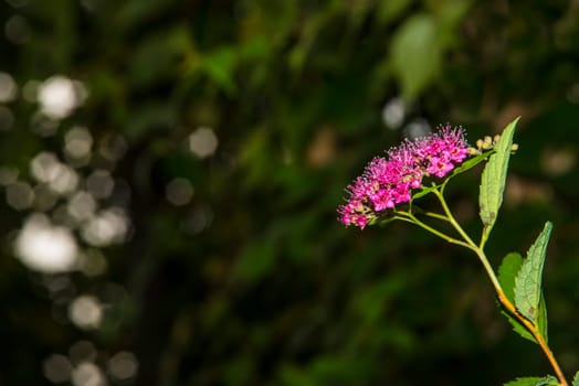 Spiraea, medicinal bush with flower