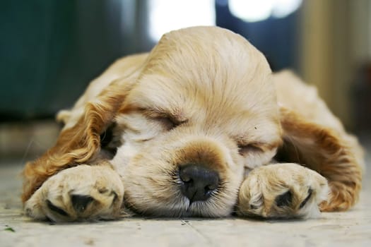 a dog sleeping