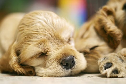 a dog sleeping