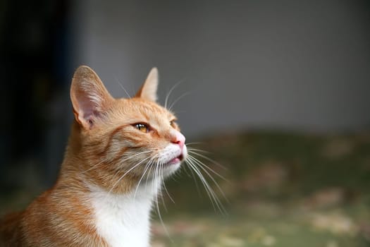 cat watching through the window