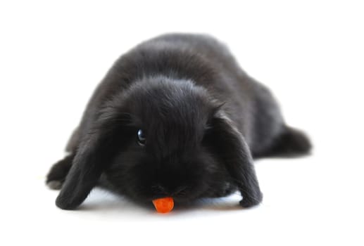 Black holland lop bunny rabbit eating a carrot isolated on white background