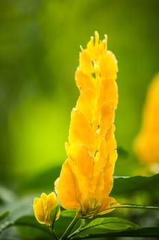Close-up view of a single Pachystachys lutea flower against a blurred green natural background.