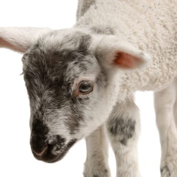Lamb standing up, isolated on a white background