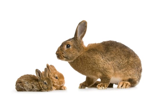 Mother Rabbit with her new born bunny in front of a white background