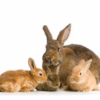 Mother Rabbit with her new born bunny in front of a white background