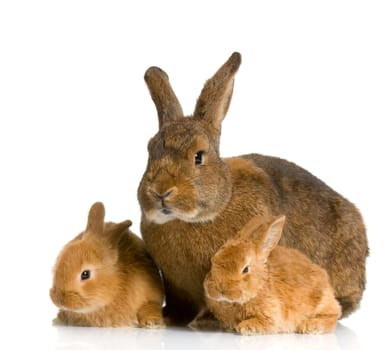 Mother Rabbit with her new born bunny in front of a white background