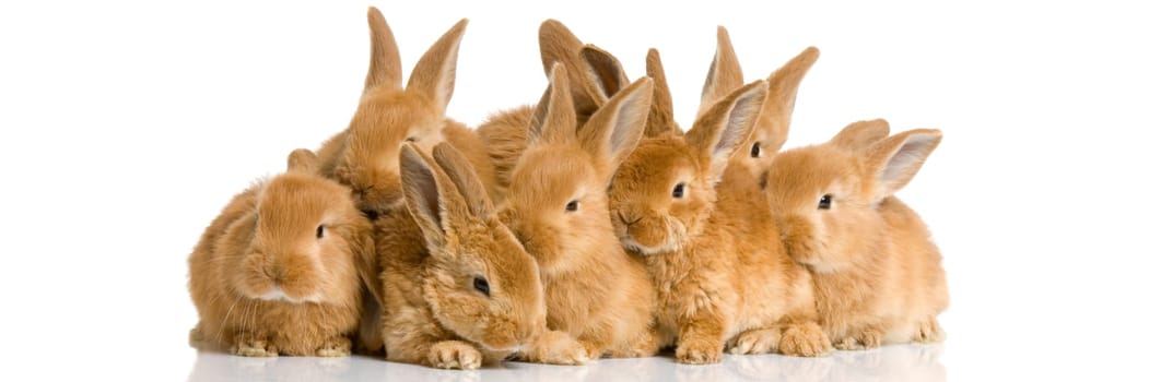Scaredgroup of bunnies in front of a white background