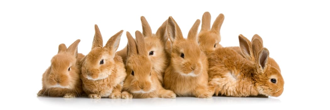 group of bunnies in front of a white background