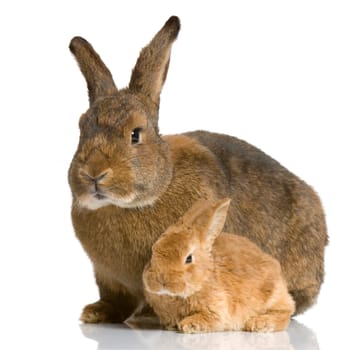Mother Rabbit with her new born bunny in front of a white background