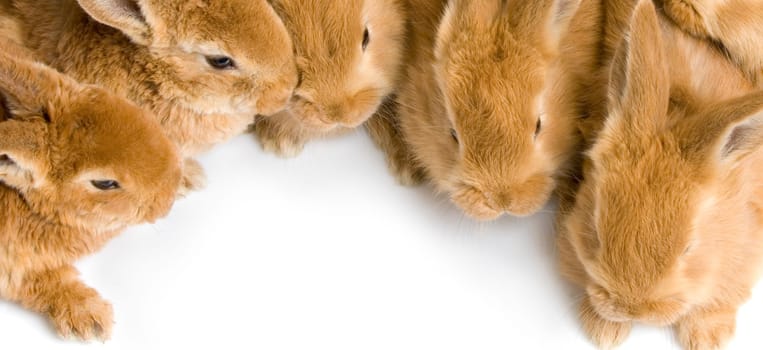 close-up on a group of bunnies in front of a white background