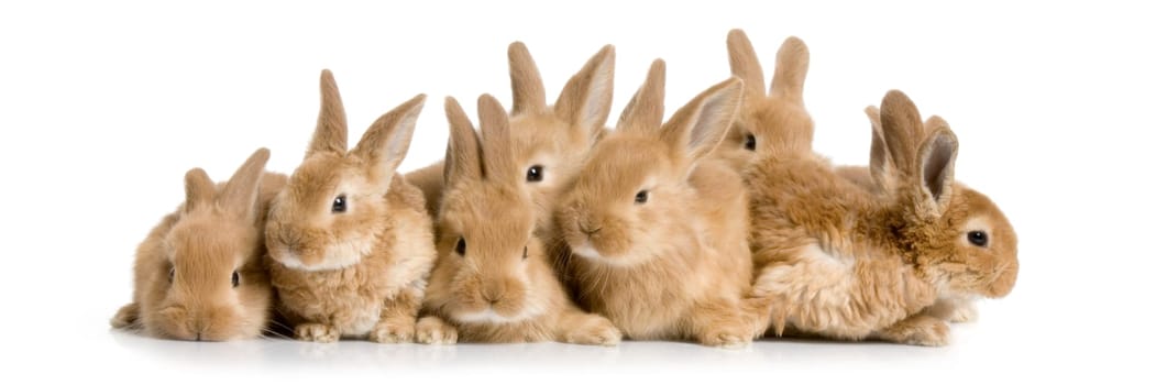 group of bunnies in front of a white background