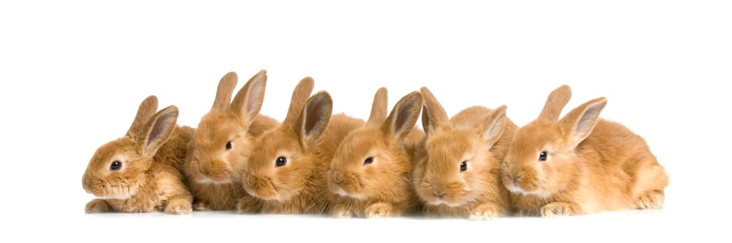 group of bunnies in front of a white background