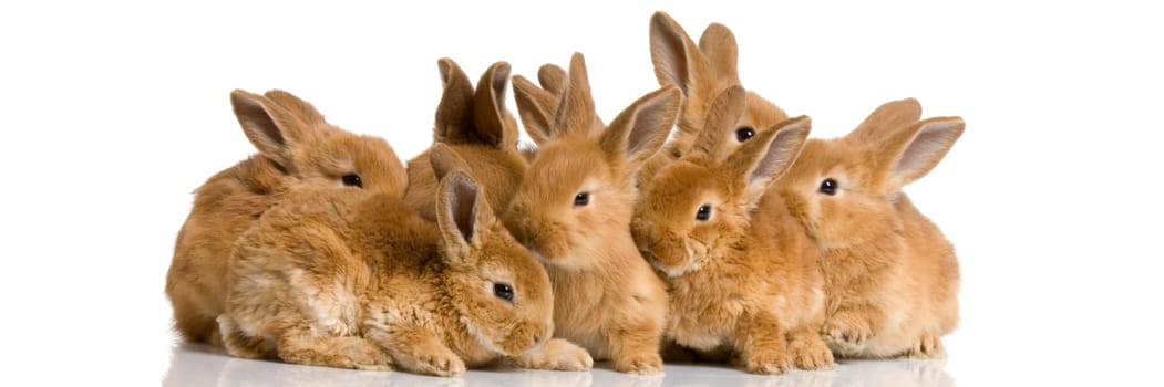 Scaredgroup of bunnies in front of a white background