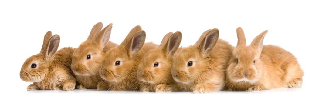 group of bunnies in front of a white background
