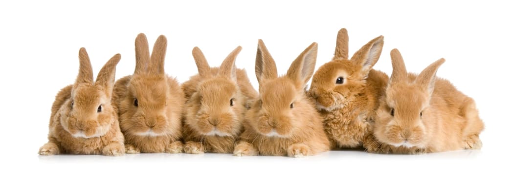 group of bunnies in front of a white background