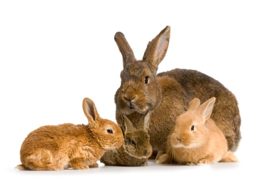 Mother Rabbit with her new born bunny in front of a white background