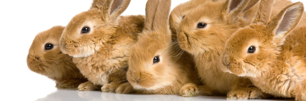 Scaredgroup of bunnies in front of a white background