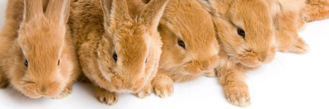 group of bunnies in front of a white background