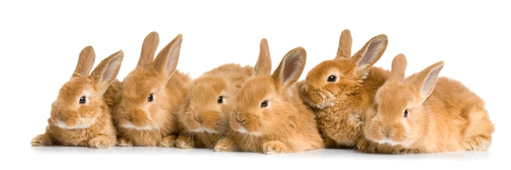group of bunnies in front of a white background