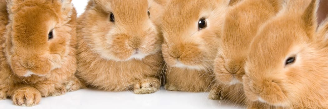 close-up on a group of bunnies in front of a white background