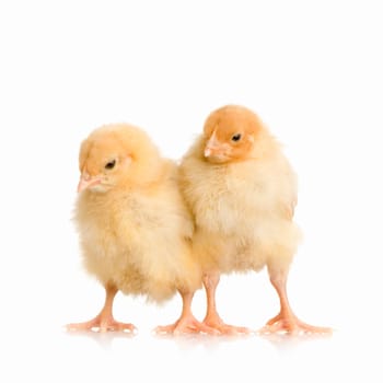 chick in front of a white background