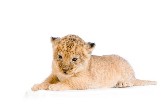 Lion Cub (3 weeks) lying down in front of a white background. All my pictures are taken in a photo studio.