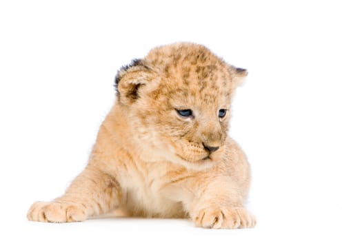 Lion Cub (3 weeks) lying down in front of a white background. All my pictures are taken in a photo studio.
